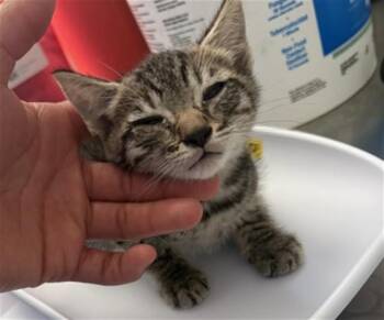Domestic Short Hair Cats Available for Adoption in San Bernardino, California - CHUCKIE | PetCurious