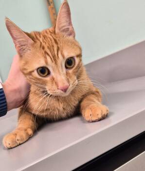 Domestic Short Hair Cats Available for Adoption - Muffy | PetCurious
