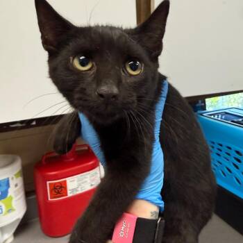 Ryoshu -  Domestic Short Hair Cat for Adoption in Troy, Virginia - Ryoshu | PetCurious