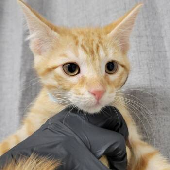 Leo -  Domestic Short Hair Cat for Adoption in Hattiesburg, Mississippi - Leo | PetCurious