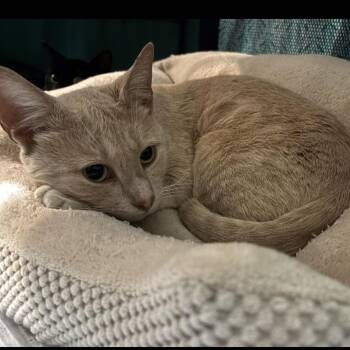 Rescue American Shorthair Cats for Adoption - Nutmeg | PetCurious