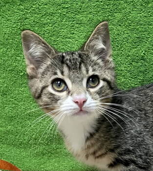 Rescue Domestic Short Hair and Tabby Cats for Adoption in Dublin, Ohio - Bobby | PetCurious