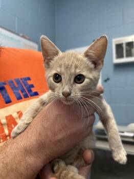 Beauregard Langdon -  Domestic Short Hair Cat for Adoption in Evansville, Indiana - Beauregard Langdon | PetCurious