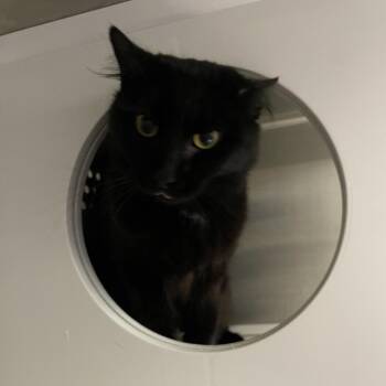 Domestic Medium Hair Cats Available for Adoption in Warwick, Rhode Island - Solstice | PetCurious