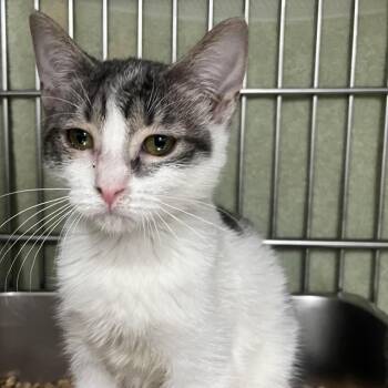 Jasmine -  Domestic Short Hair Cat for Adoption in Idaho Falls, Idaho - Jasmine | PetCurious