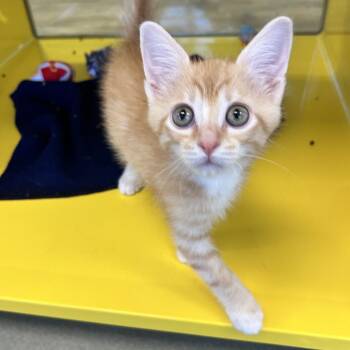 Domestic Short Hair Cats Available for Adoption in Abilene, Texas - Koneko | PetCurious