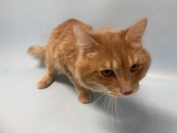 Max -  Domestic Medium Hair and Domestic Short Hair Cat for Adoption in Golden Valley, Minnesota - Max | PetCurious