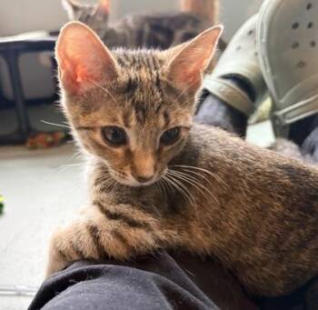 Apricot $75 fostered -  Domestic Short Hair Cat for Adoption in Seneca, South Carolina - Apricot $75 Fostered | PetCurious