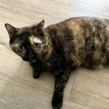 Domestic Short Hair Cats Available for Adoption - Taco | PetCurious