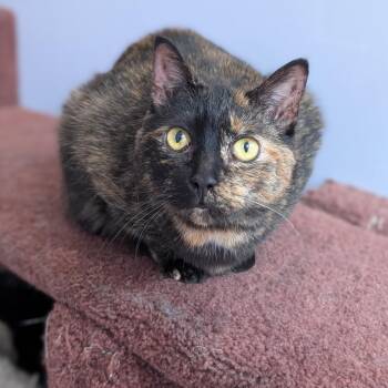 Domestic Short Hair Cats Available for Adoption - Aspen (cat Café)  | PetCurious