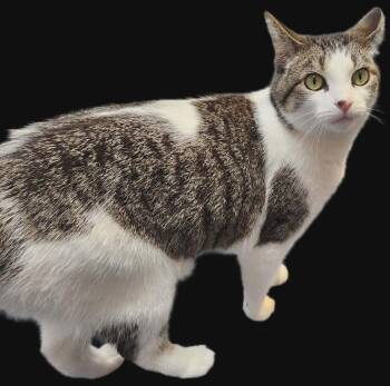 Pookah Too     (Miss Muffett) -  Domestic Short Hair Cat Available for Adoption in Muskegon, Michigan - Pookah Too     (Miss Muffett) | PetCurious