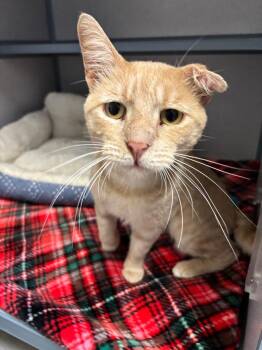 Curly -  Domestic Short Hair Cat for Adoption in Liverpool, New York - Curly | PetCurious