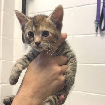 Baby Face -  Domestic Short Hair Cat for Adoption in Albert Lea, Minnesota - Baby Face | PetCurious
