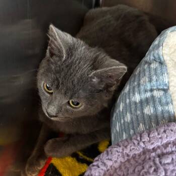 Paula (Polo) -  Domestic Short Hair Cat for Adoption in Madisonville, Tennessee - Paula (Polo) | PetCurious