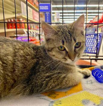 Tarzan -  Domestic Short Hair Cat Available for Adoption in Cumming, Georgia - Tarzan | PetCurious