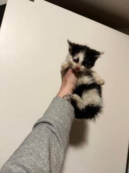 Bow -  Domestic Short Hair Cat for Adoption in Oak Park, Michigan - Bow | PetCurious