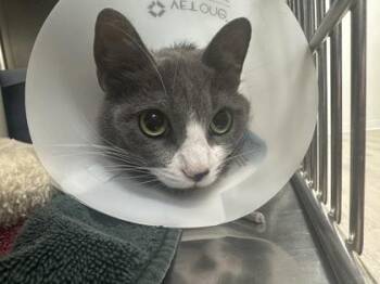 Rescue Domestic Short Hair Cats for Adoption in Annapolis, Maryland - Maya (with Alia) | PetCurious