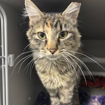Ginger -  Domestic Medium Hair Cat for Adoption in Renton, Washington - Ginger | PetCurious