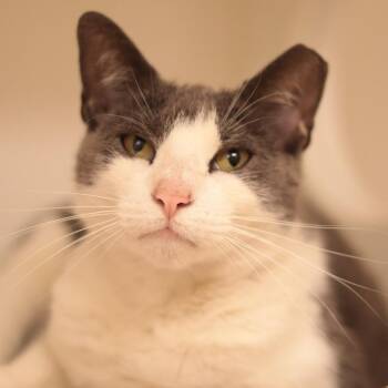 Tofurkey -  Domestic Short Hair Cat for Adoption in Philadelphia, Pennsylvania - Tofurkey | PetCurious