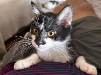 Hobgoblin -  Domestic Short Hair Cat for Adoption in San Antonio, Texas - Hobgoblin | PetCurious