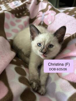 Christine -  Siamese and Domestic Short Hair Cat for Adoption in Vacaville, California - Christine | PetCurious