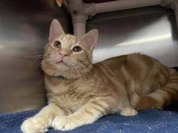 Rescue Domestic Short Hair Cats for Adoption in Calhoun, Kentucky - Ferb | PetCurious