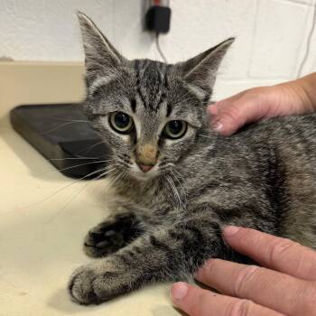 Domestic Short Hair Cats Available for Adoption in Ardmore, Oklahoma - Cherry | PetCurious