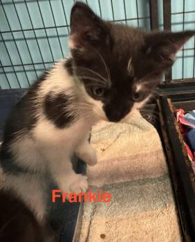 Domestic Short Hair Cats Available for Adoption in Shrewsbury, Massachusetts - Frankie | PetCurious