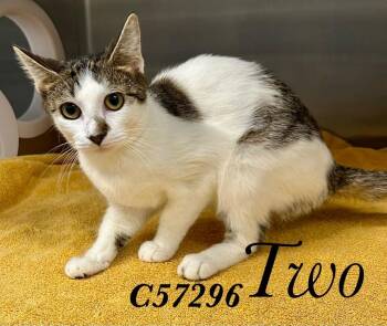 Two -  Domestic Medium Hair Cat for Adoption in Clarksville, Tennessee - Two | PetCurious