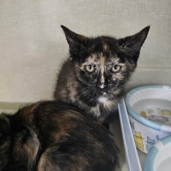 Zinnia -  Domestic Short Hair Cat for Adoption in Monroe, Michigan - Zinnia | PetCurious