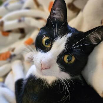 Domestic Short Hair Cats Available for Adoption in Philadelphia, Pennsylvania - Nova | PetCurious