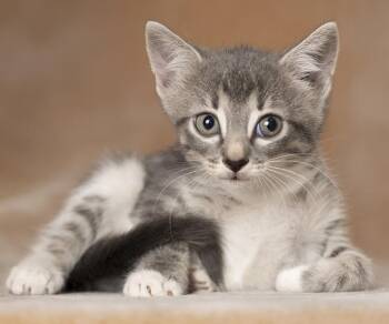 Dudley -  Domestic Short Hair Cat for Adoption in Chicago, Illinois - Dudley | PetCurious