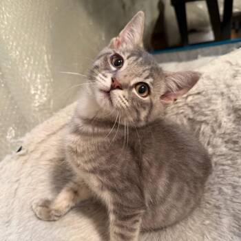 Butterscotch Ramishvili -  Domestic Short Hair Cat for Adoption in Merrifield, Virginia - Butterscotch Ramishvili | PetCurious