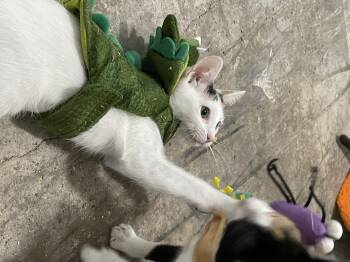 Rescue Dilute Calico Cats for Adoption in Spring, Texas - Sydney - Riley Ruzzel Petsmart | PetCurious