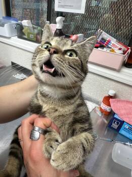 Rescue Domestic Short Hair Cats for Adoption in Pomona, New York - Ridge | PetCurious