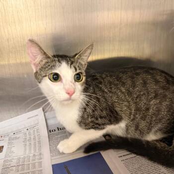 Pica -  Domestic Short Hair Cat for Adoption in Winston-salem, North Carolina - Pica | PetCurious