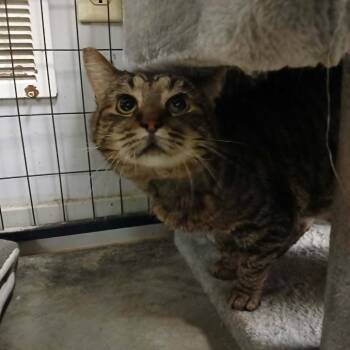 Tracker -  Domestic Short Hair Cat for Adoption in Richmond, Indiana - Tracker | PetCurious