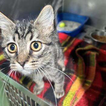 Dolly -  Domestic Medium Hair Cat for Adoption in Newport, North Carolina - Dolly | PetCurious