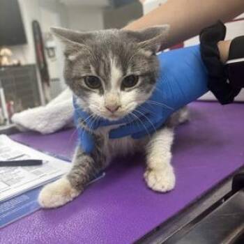 Domestic Short Hair Cats Available for Adoption - Marshmallow | PetCurious