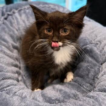Tarzan -  Domestic Medium Hair Cat for Adoption in Silver Spring, Maryland - Tarzan | PetCurious