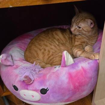 Nordy -  Domestic Short Hair Cat for Adoption in Saint Paul, Minnesota - Nordy | PetCurious
