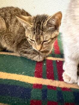 Daisy -  Domestic Short Hair Cat for Adoption in Ogdensburg, New York - Daisy | PetCurious