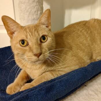 Rescue Domestic Short Hair Cats for Adoption in Fairfax Station, Virginia - Wulfric | PetCurious
