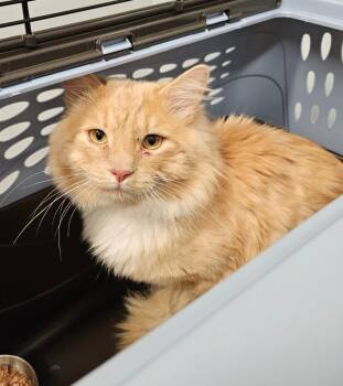Fluffy -  Domestic Long Hair Cat for Adoption in Bloomington, Indiana - Fluffy | PetCurious