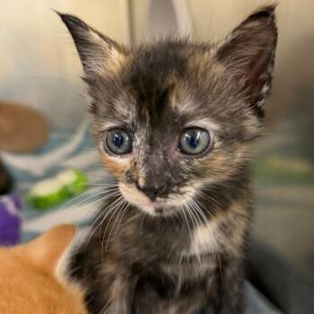 Domestic Short Hair Cats Available for Adoption in West Palm Beach, Florida - Aspen | PetCurious