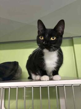 Rescue Domestic Short Hair Cats for Adoption in Muskegon, Michigan - Huffy | PetCurious