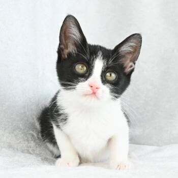 Shirley -  Domestic Short Hair Cat for Adoption in Mobile, Alabama - Shirley | PetCurious