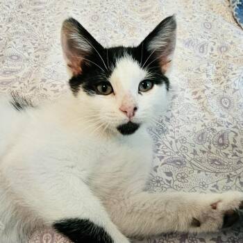 Dandy - Fun Little Guy -  Tuxedo Cat for Adoption in Hoquiam, Washington - Dandy - Fun Little Guy | PetCurious