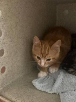 MARC -  Domestic Short Hair Cat for Adoption in Kent, Washington - MARC | PetCurious