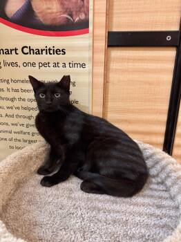Domestic Short Hair Cats Available for Adoption in Springfield, Pennsylvania - Oolong | PetCurious